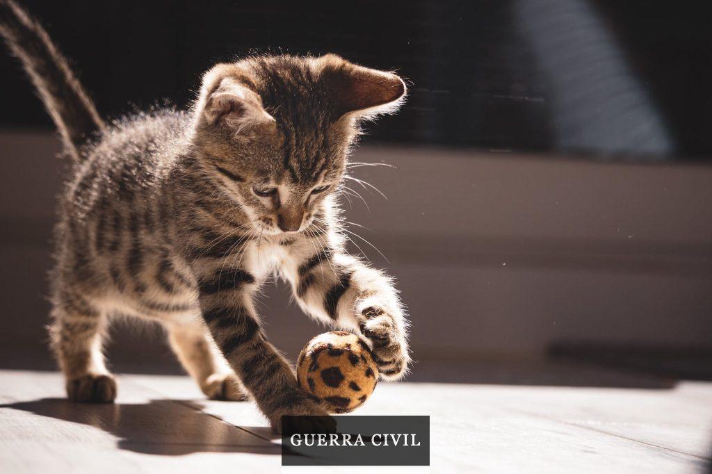 Pelota para gatos