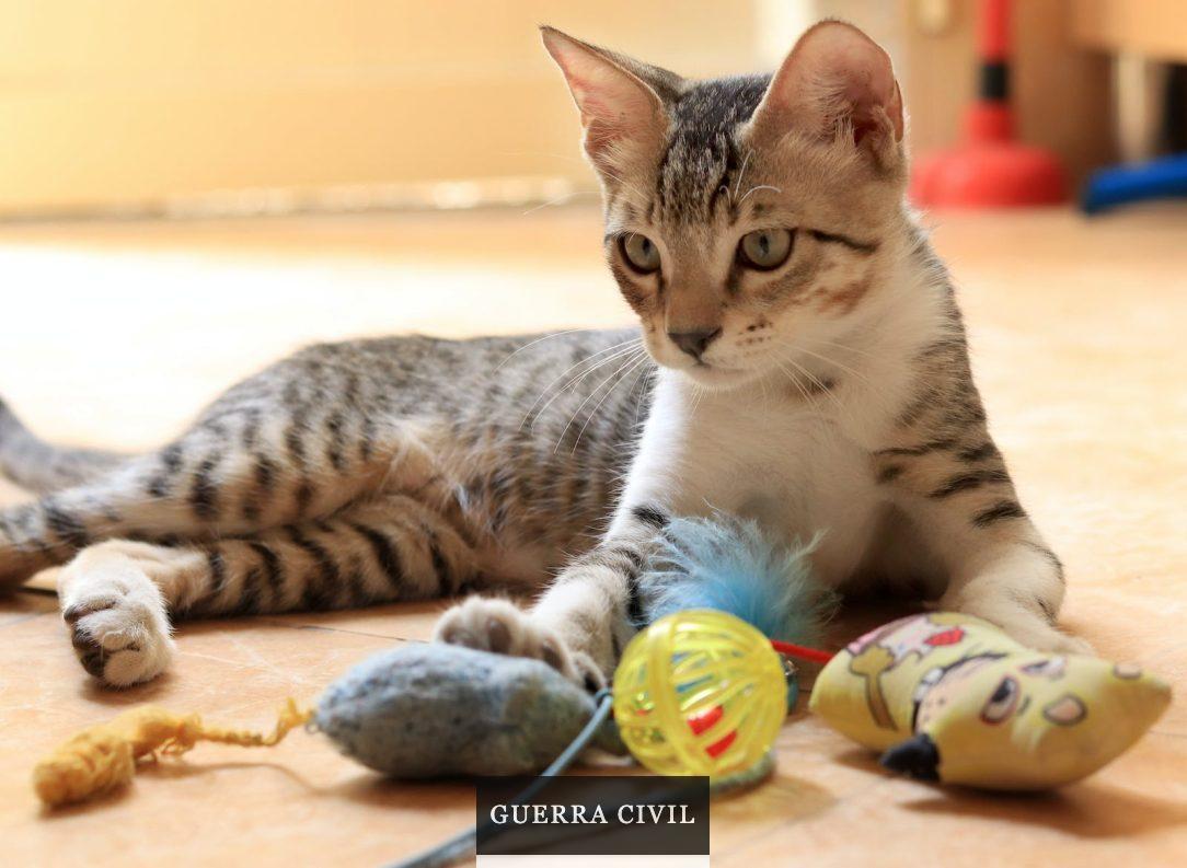 Juguetes para gatos