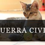 Juguetes para gatos