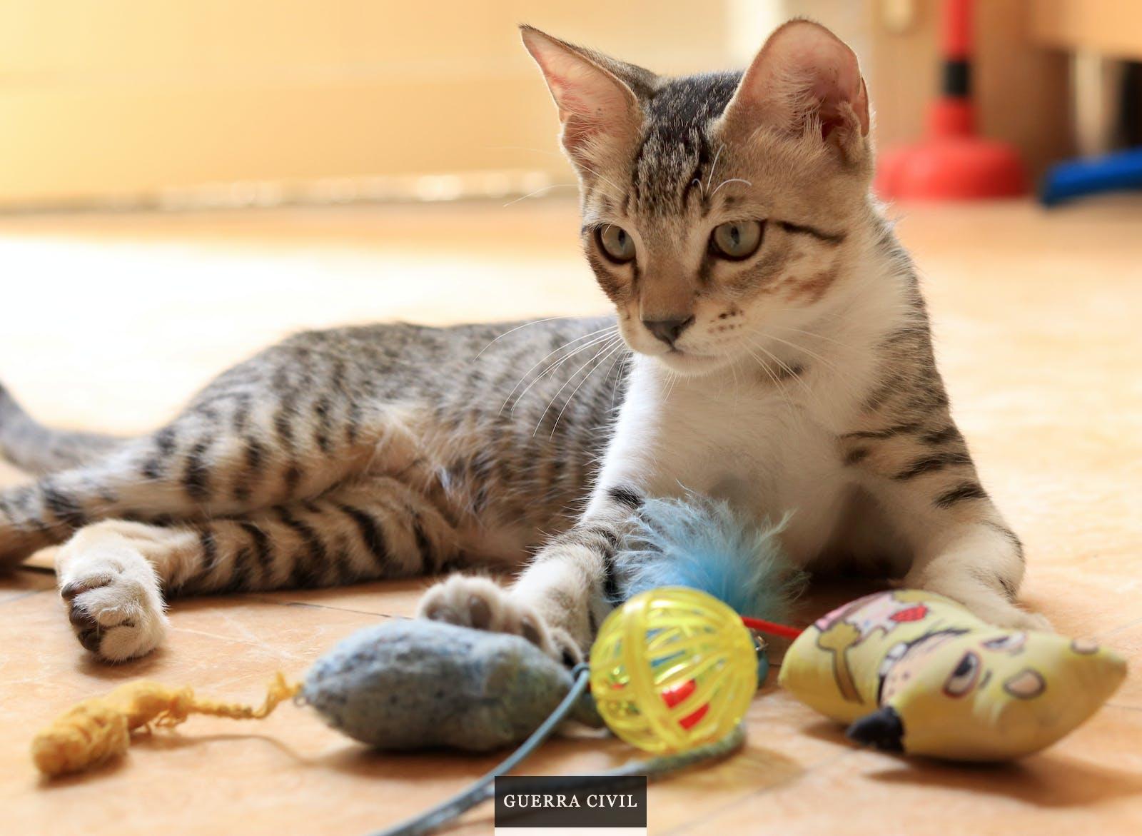 Juguetes para gatos